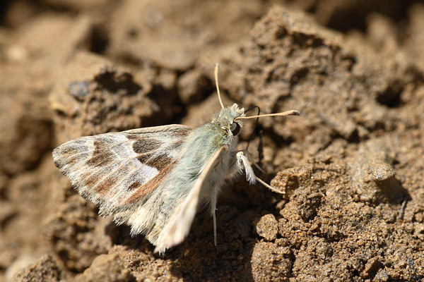 Carcharodus orientalis - Oriental Marbled Skipper