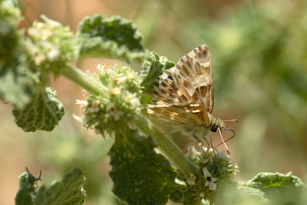 Carcharodus orientalis - Oriental Marbled Skipper