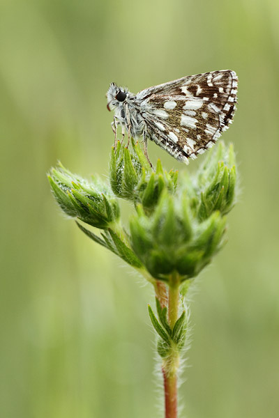 Pyrgus serratulae - Olive Skipper