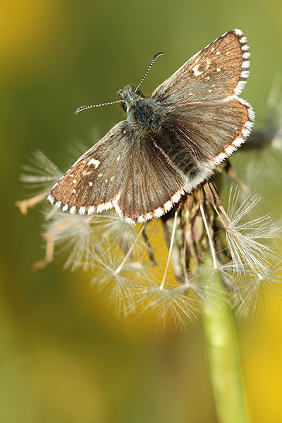 Pyrgus serratulae - Olive Skipper