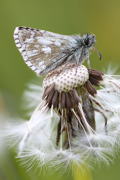 Pyrgus serratulae - Olive Skipper