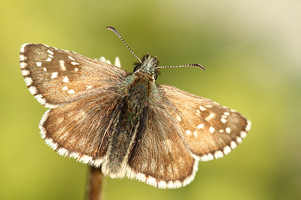 Pyrgus serratulae - Olive Skipper