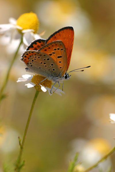 Lycaena thersamon - Lesser Fiery Copper