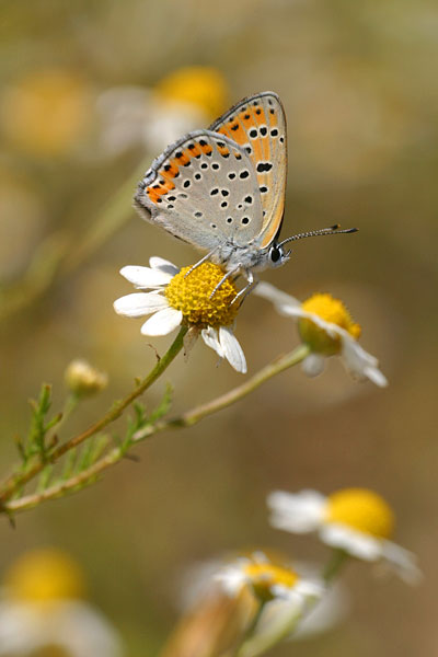 Lycaena thersamon - Lesser Fiery Copper