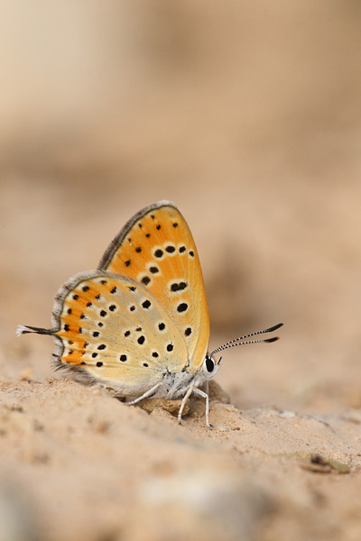 Lycaena thersamon - Lesser Fiery Copper