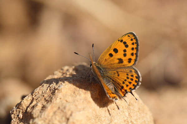 Lycaena thersamon - Lesser Fiery Copper