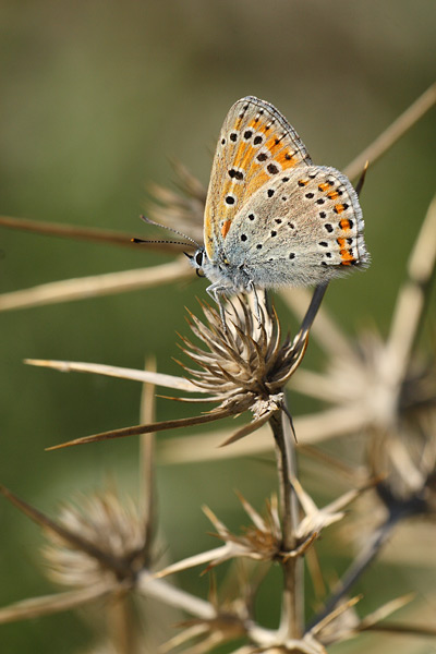 Lycaena thersamon - Lesser Fiery Copper