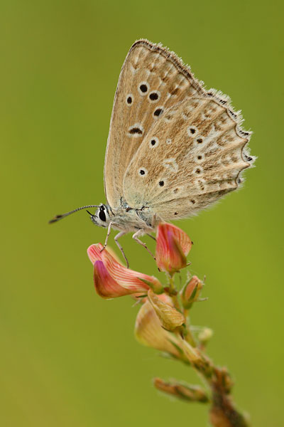 Polyommatus daphnis - Meleager's Blue