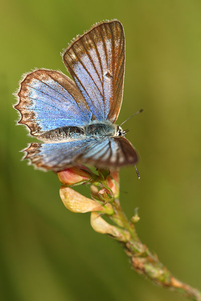 Polyommatus daphnis - Meleager's Blue