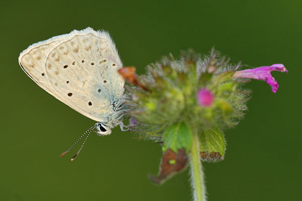 Polyommatus daphnis - Meleager's Blue