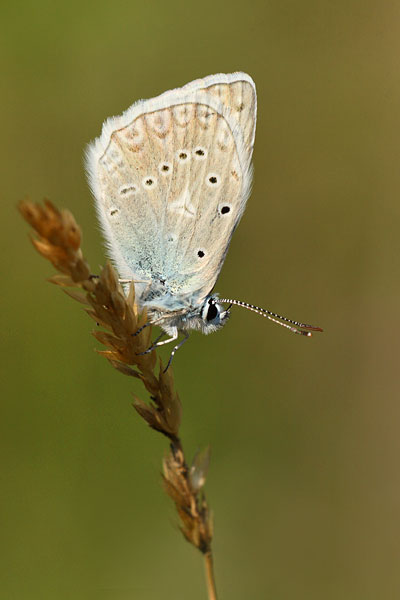 Polyommatus daphnis - Meleager's Blue