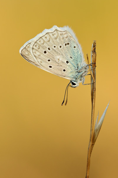 Polyommatus daphnis - Meleager's Blue