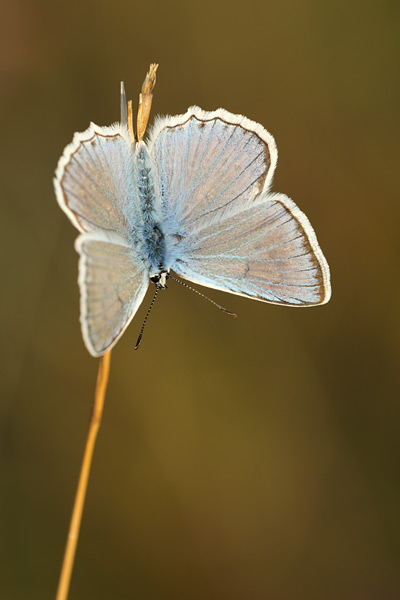 Polyommatus daphnis - Meleager's Blue