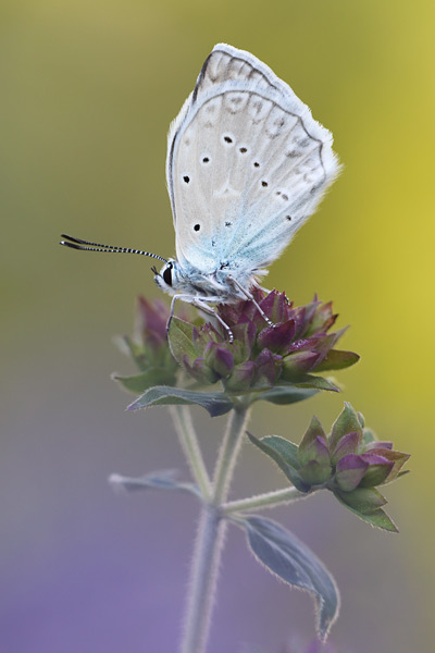 Polyommatus daphnis - Meleager's Blue