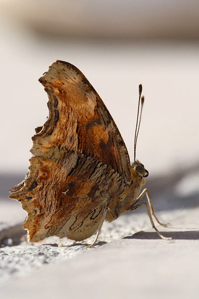 Polygonia egea - Southern Comma