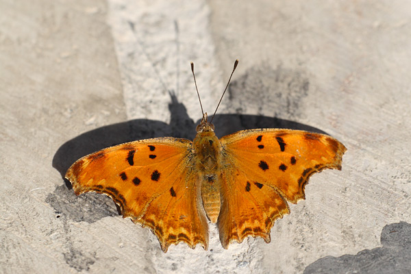 Polygonia egea - Southern Comma