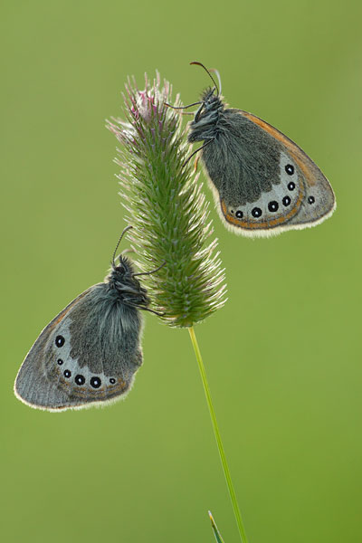 Coenonympha gardetta - Alpine Heath