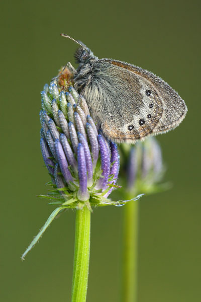 Coenonympha gardetta - Alpine Heath