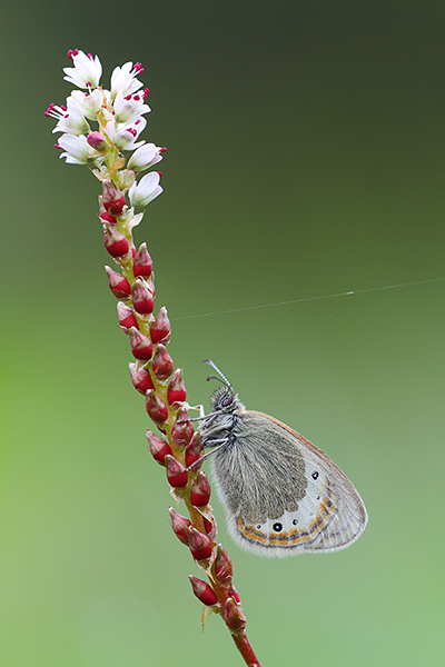 Coenonympha gardetta - Alpine Heath