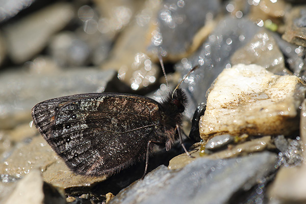 Erebia gorge - Silky Ringlet