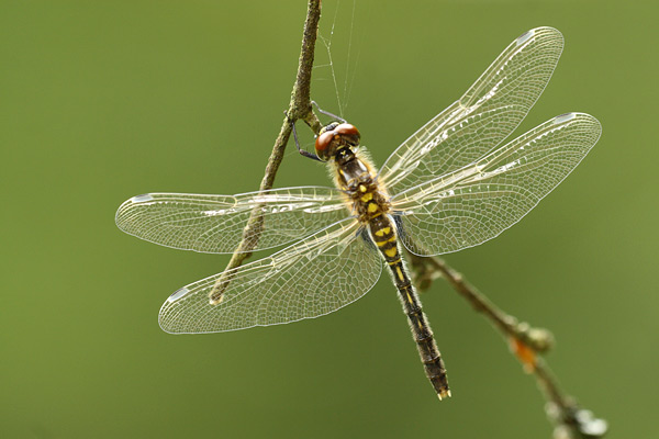 Leucorrhinia albifrons - Dark Whiteface