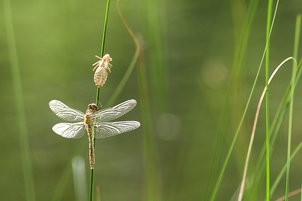 Leucorrhinia albifrons - Dark Whiteface