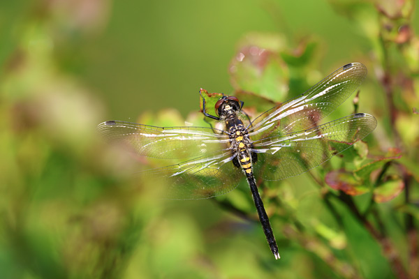 Leucorrhinia albifrons - Dark Whiteface