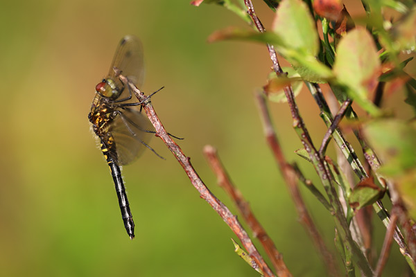 Leucorrhinia albifrons - Dark Whiteface