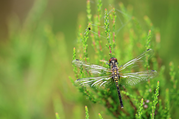 Leucorrhinia albifrons - Dark Whiteface