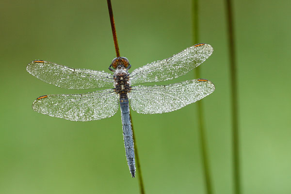 Orthetrum coerulescens - Keeled Skimmer