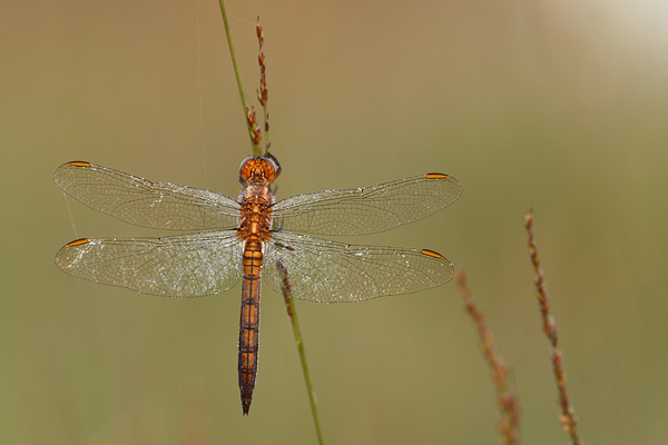 Orthetrum coerulescens - Keeled Skimmer