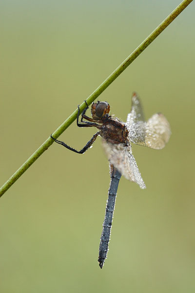 Orthetrum coerulescens - Keeled Skimmer