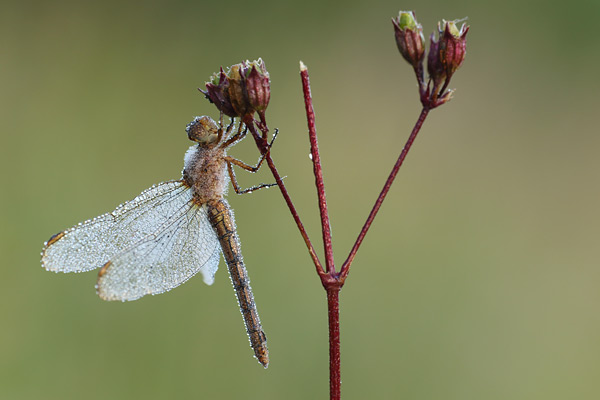 Orthetrum coerulescens - Keeled Skimmer