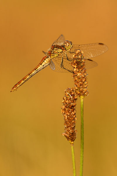 Sympetrum vulgatum - Moustached Darter