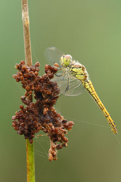 Sympetrum vulgatum - Moustached Darter