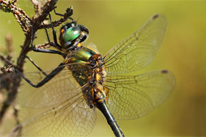 Somatochlora arctica - Northern Emerald